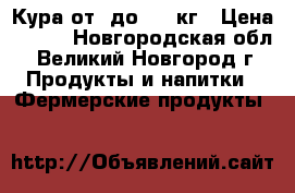 Кура от 1до 1,5 кг › Цена ­ 300 - Новгородская обл., Великий Новгород г. Продукты и напитки » Фермерские продукты   